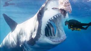 Investment fossils provides you real megalodon shark teeth, dinosaur, and mammal fossil teeth at reasonable prices. 52 Foot Long Megalodon In Real Life Youtube