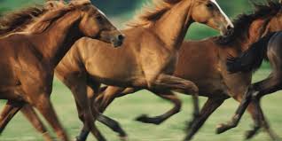 The holsteiner breed has made their. A Guide To Horse Breeds The New Yorker