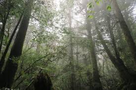 Check spelling or type a new query. Yakushima S Shiritani Unsuikyo Or Princess Mononoke Forest