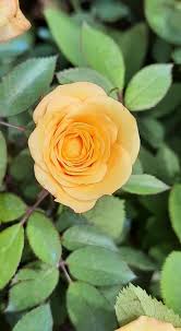 The earth laughs in flowers. ― ralph waldo emerson. Quotes Flowers Home Facebook