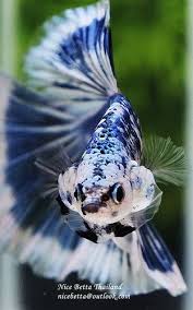 Pin By Joffer Nike60 On Betta In 2020 Pet Fish Betta Betta Fish
