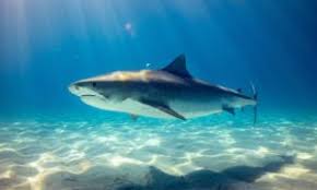 Jul 02, 2015 · sink your teeth into some of the most interesting facts about the fish with a bad rap. The Shark Week 2019 Quiz Ocean Wise
