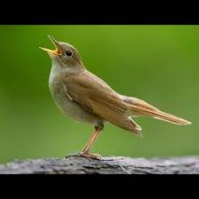 Wergan jawa ini memiliki warna bulu coklat pada bagian atas dengan ekor panjangnya. Jenis Burung Flamboyan Jantan Pelanduk Semak Horsfield S Babbler Malacocincla Sepiaria Jenis Burung Brung Blackthroat Jantan Memang Dikenal Memiliki Suara Kicauan Yang Lebih Variatif Dan Intens Dibandingkan Dengan Jenis Betina