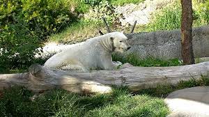 Pin By Pamela Perkins On Wild4yoakam Polar Polar Bear San Diego Zoo