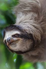 Collection by rina shelanskey • last updated 2 weeks ago. Baby Sloth Animal Facts Encyclopedia