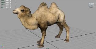 Download camel 3d model for 3ds max, maya, cinema 4d, lightwave, softimage, blender and other 3d modeling and animation software. Bactrian Camel 3d Model In Wildlife 3dexport