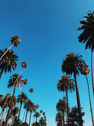 Browse millions of popular pink burberry wallpapers and ringtones on zedge and personalize your phone to suit you. Rodeo Drive Pictures Download Free Images On Unsplash