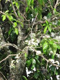 Check spelling or type a new query. File Starr 090610 0444 Syzygium Malaccense White Flowers Haiku Maui 24668035450 Jpg Wikimedia Commons