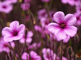Fresh Flowers Hd Wallpapers 1080p 11 Freshflowershdwallpapers1080p Freshflowers Flowers Wal Purple Flowers Wallpaper Arctic Flowers Purple Roses Wallpaper