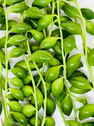 Image result for Senecio subsessilis