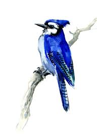 Blue Jay Art Original Watercolor Bird Painting Etsy In 2021 Blue Jay Art Watercolor Bird Original Watercolors