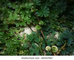 Image result for Selaginella lewalleana
