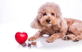 We did not find results for: Pet Meds Without Vet Prescription Usa Off 60 Www Usushimd Com