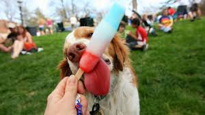 Jeff franklin, owner of cobra canine, has worked with over 10,000 pets and families, and recommends priming your dog to be used to loud noises: How To Keep Your Dog Calm During Fireworks Reviewed