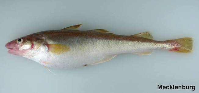 Saffron Cod, Arctic Ocean biodiversity