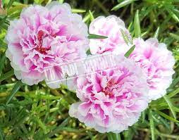 Pembantunya mempersilahkan aku duduk di ruang tengah, sementara itu dia memanggil maria majikannya. Jual 10 Batang Tanaman Bunga Pukul Sembilan Pink Putih Portulaca Grandiflora India Di Lapak Ud Jadi Makmur Bukalapak