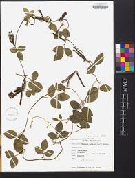 Image result for Teramnus