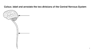 White matter involves various bundles of axons. The Brain And Central Nervous System Workbook Ppt Download