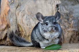 Get everything you need to make your chinchilla feel chipper! Basic Chinchilla Information Exotic Nutrition