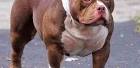 Bullypit Dog Breed Information and Pictures