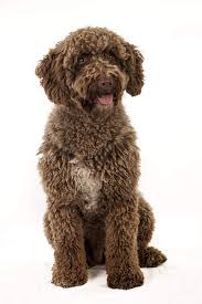 The liveliness and joie de vivre of the spanish water dog make him an excellent companion dog. Spanish Water Dog Dogs Breed Information Omlet