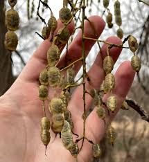 Image result for Styphnolobium