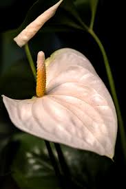 Image result for Crotalaria anthyllopsis