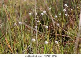 Image result for Eriocaulaceae