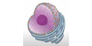 Check spelling or type a new query. The Cell Nucleus A Brief Overview Microscope Clarity