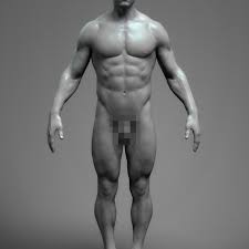 Then, this course is the right course for you. Anatomy Male Tool Reference For Artist 3d Model 20 Unknown Free3d