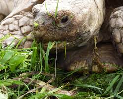 Don T Buy Exotic Pets For Christmas Animal Experts Plea Reaseheath College