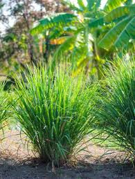 Image result for Cymbopogon nardus