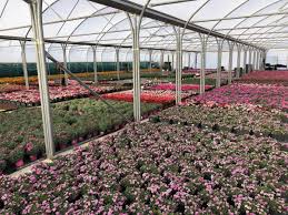 Garden sprayer features a translucent tank for easily monitoring fluid levels. Garden Centres Prepare To Re Open Hereford Times
