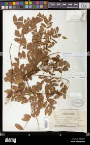 Image result for Guilandina bonduc