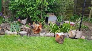 They even purr when happy! Bantam Chickens Enjoying Their Daily Afternoon Out In A Country Garden May 2019 Good Pets Youtube