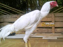 Cara Merawat Ayam Bangkok Putih Ayam Bangkok Putih