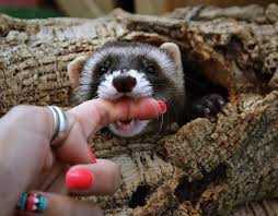 polecat #ferret #ferrets #ferretsareamazing #ferretsaregentle ...