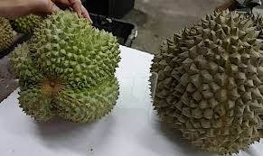 Ibu saya pernah mengamalkan air ramasan dari daun durian untuk dijadikan bahan pelembut kuih, ianya amat nyata sangat baik dan kuih tersebut tetap lembut sampai. Durian Uniknya Si Raja Buah
