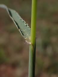 Image result for Anthephora pubescens