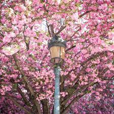 Paris in spring is a beautiful place to be. Complete Guide To Blossom Season In Paris The Glittering Unknown