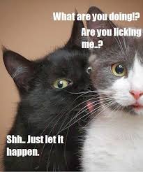 Quote Tastic 40 Are You Flirting With Me Animal Captions Funny Animal Pictures Cat Behavior