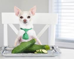 But, zucchini is perfectly safe for your pet. Food Facts Can Dogs Eat Celery Proud Dog Mom
