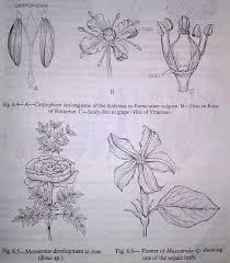 Flower Is A Modified Shoot Digieduco In 2020 Seed Structure Organelles What Are Carbs