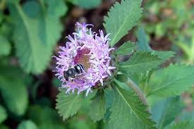 Image result for Centratherum