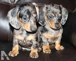 We did not find results for: Dapple Dachshund Price Uk