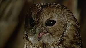 It's a czech/east german adaptation which is massively popular in germany and austria (among other countries) and is traditionally shown. Celebrate The Movie 3 Haselnusse Fur Aschenbrodel 3 Haselnusse Fur Aschenbrodel Aschenbrodel Drei Nusse Fur Aschenbrodel