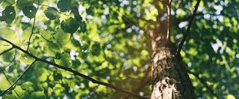 Check spelling or type a new query. Honor Someone With A Tree Trees Atlanta