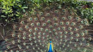 Maybe you would like to learn more about one of these? Asyiknya Berlibur Sambil Berfoto Ria Dengan Beragam Burung Merak Di Taman Bunga Nan Indah Di Pvj Tribun Jabar