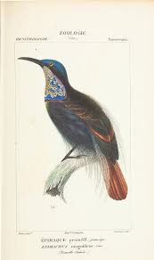 Animal Bird Of Paradise Drawing Atlas De Zoologie Biodiversity Heritage Library Animal Illustration Fauna Illustration Scientific Drawing