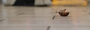 Affordable pest control, incorporated, based in woodsboro, maryland, is a privately owned business that has been serving our great state for almost twenty years. Pest Control Fumigation London Pest Fogging By Archers Pest Control